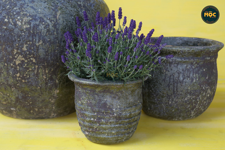 Bộ sưu tập Gốm Atlantic - Đêm đầy sao