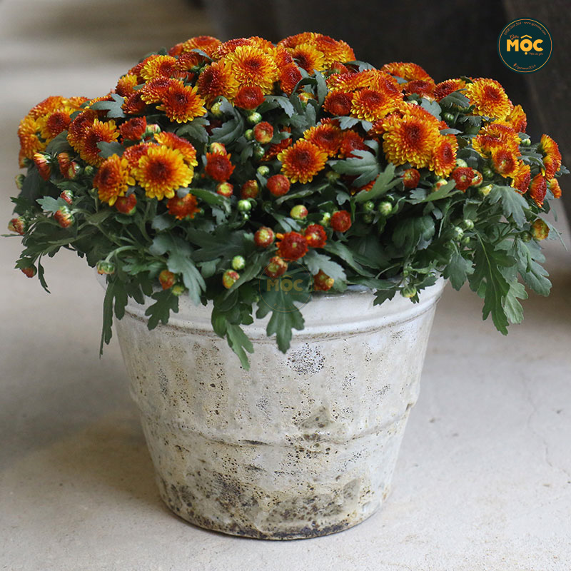 3593 Atlantic Vót 24x24x18