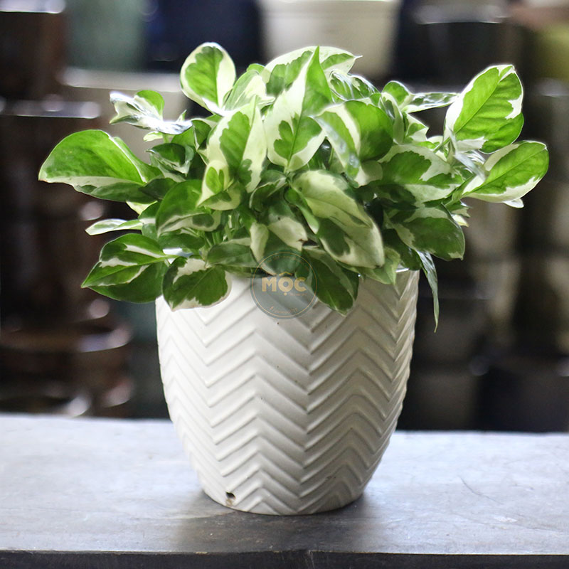 3666 ID Vót Lá 28x28x28