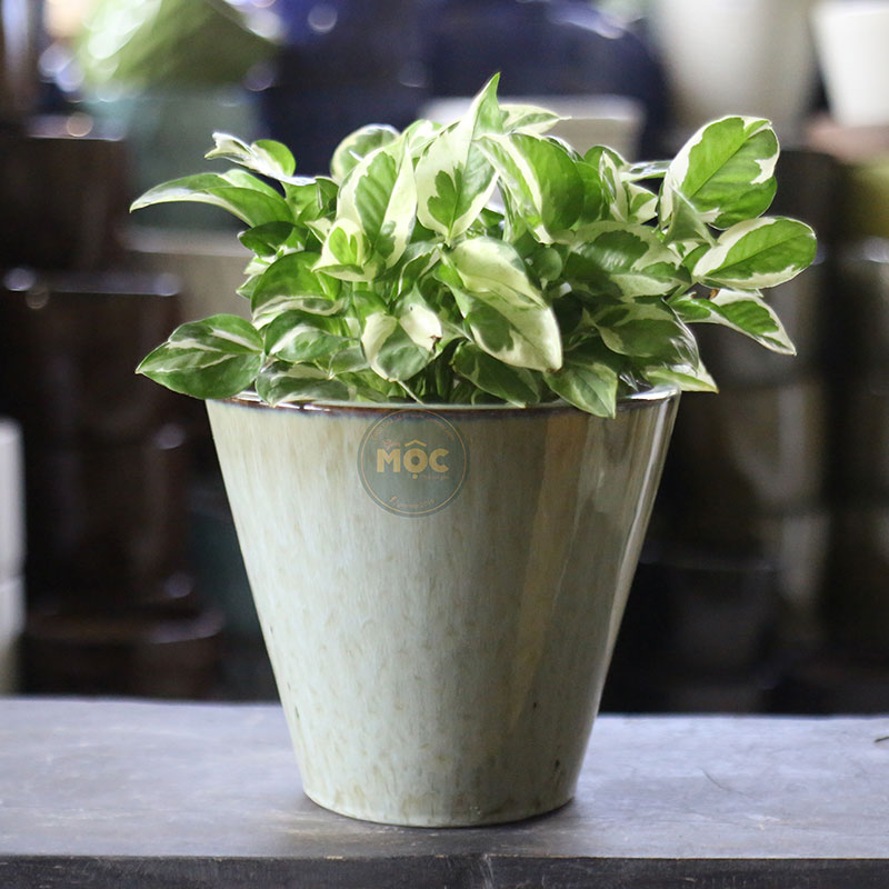 3692 ID Vót 23x23x21 Nâu Nhạt