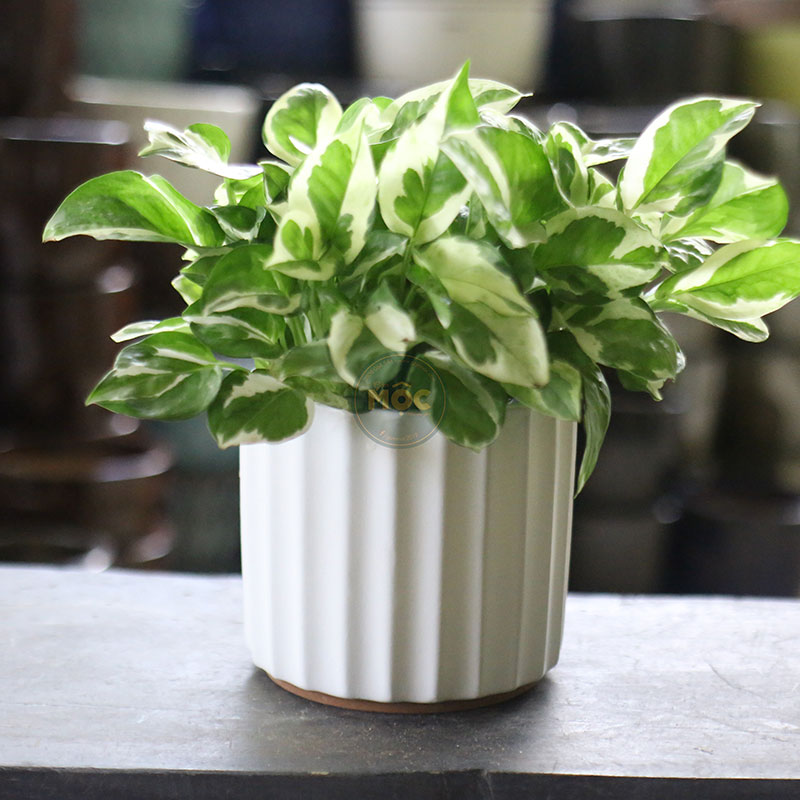 3671 ID Trụ Khía 15x15x14